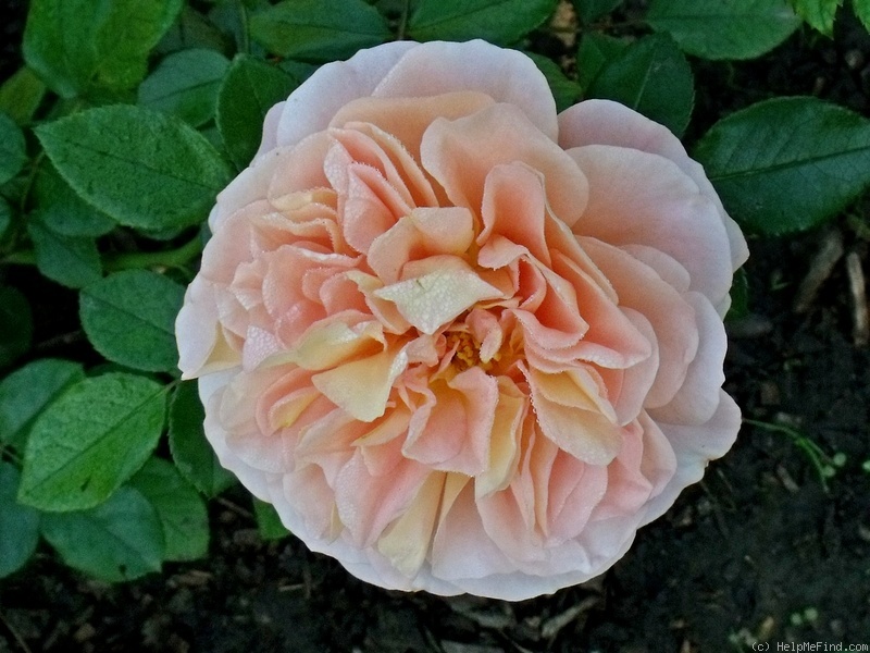 'Sangerhäuser Jubiläumsrose ® (floribunda, Kordes, 2003)' rose photo