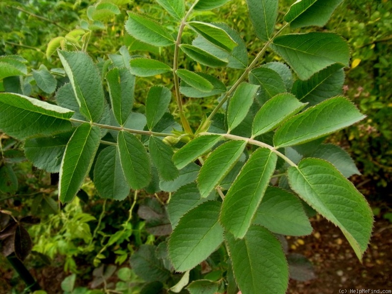 'Sapphira' rose, click to enlarge 'Sapphira' rose photo