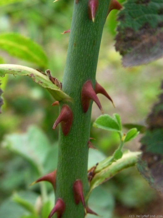 'Sapphira' rose, click to enlarge 'Sapphira' rose photo