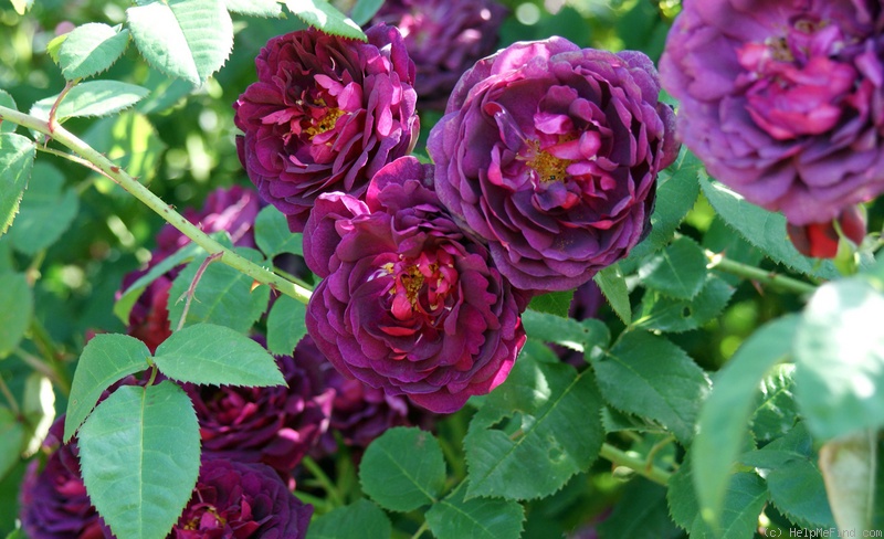 'R. gallica officinalis X Etoile de Hollande' rose photo