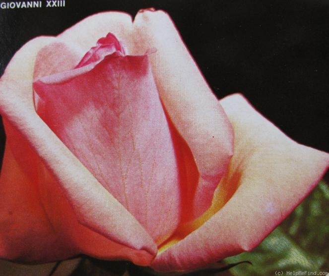 'Giovanni XXIII (hybrid tea, Mondial Roses, 1963)' rose photo
