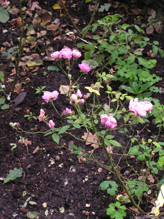 '1-72-1DLFED3' rose photo