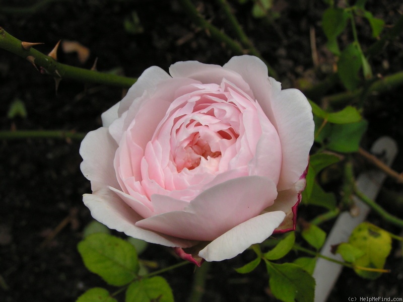 'English Miss' rose photo