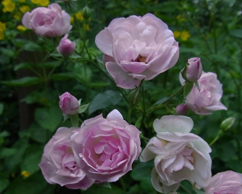 'Mozart's Lady' rose, click to enlarge 'Mozart's Lady' rose photo