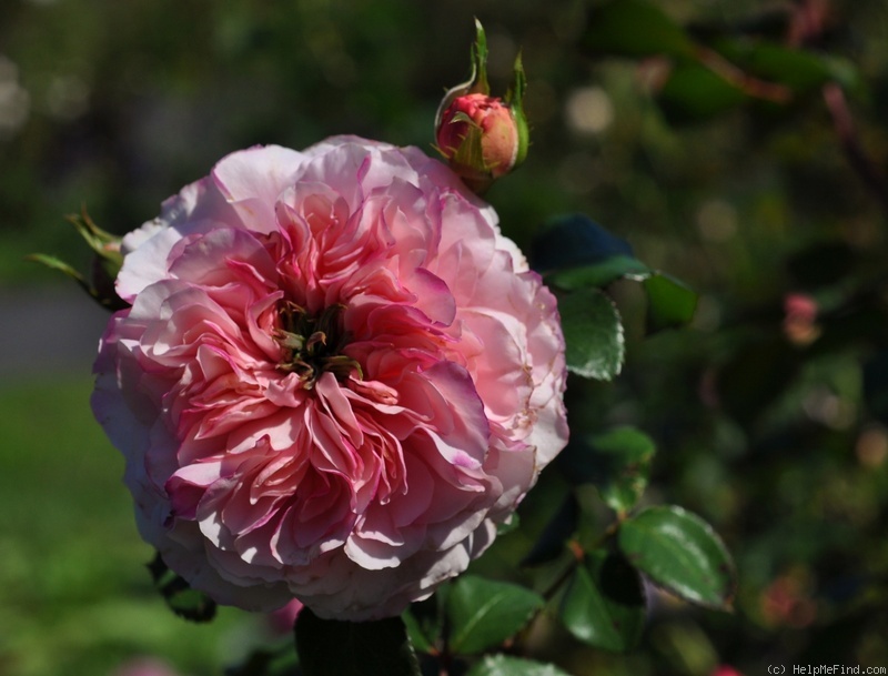 'Dentelle ®' rose photo