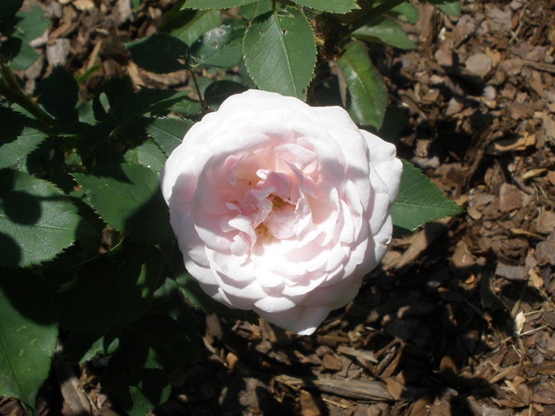 'Mademoiselle Blanche Lafitte (Bourbon, Pradel, 1851)' rose photo