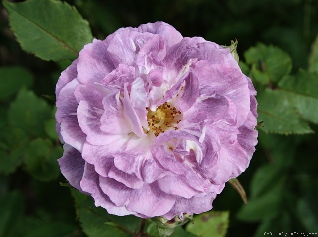 'Blue Tango' rose photo