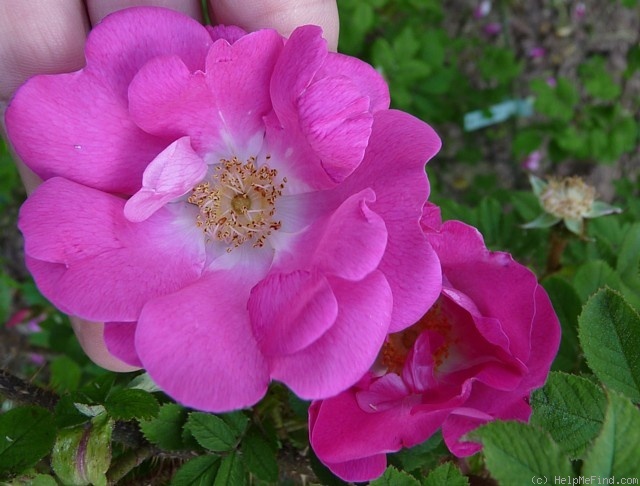 'Stine' rose photo
