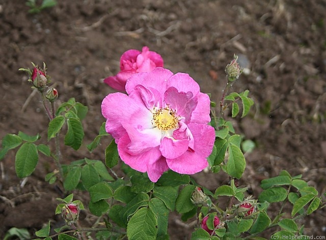 'Erich Unmuth' rose photo