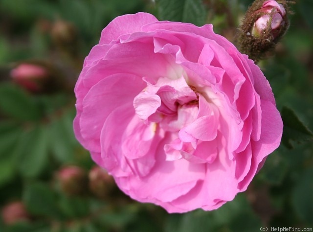 'Green Beatle' rose photo