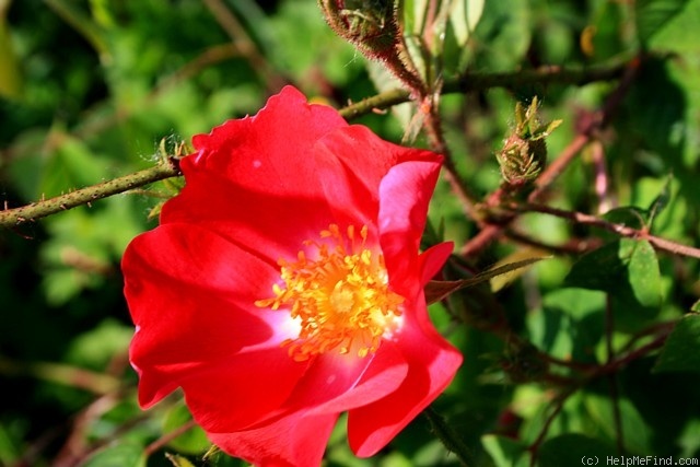 'Marie Louise Kriete' rose photo