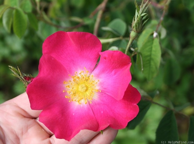 'Marie Louise Kriete' rose photo