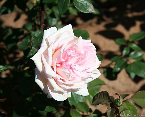 'Hélène de Troie' rose photo