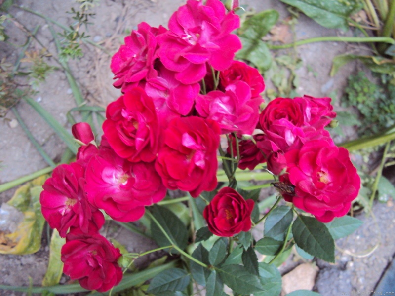 'Leipzig' rose photo