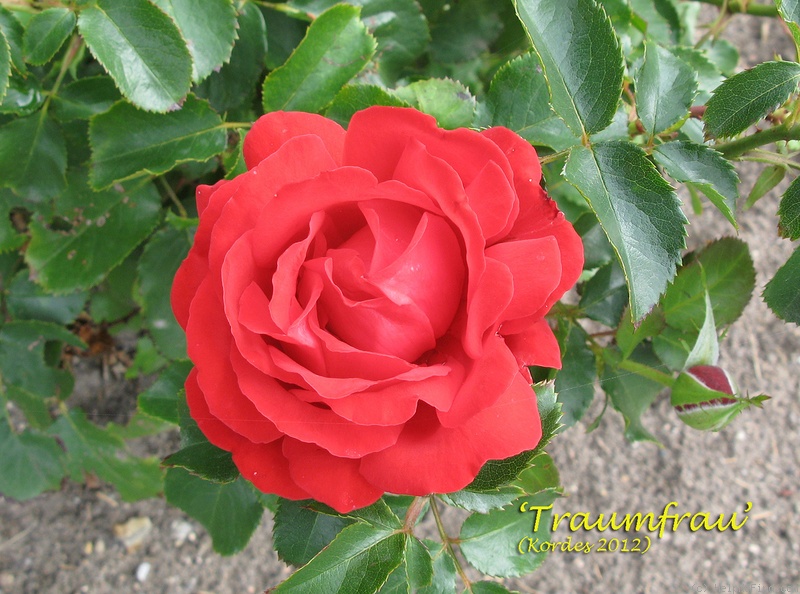 'Traumfrau ®' rose photo