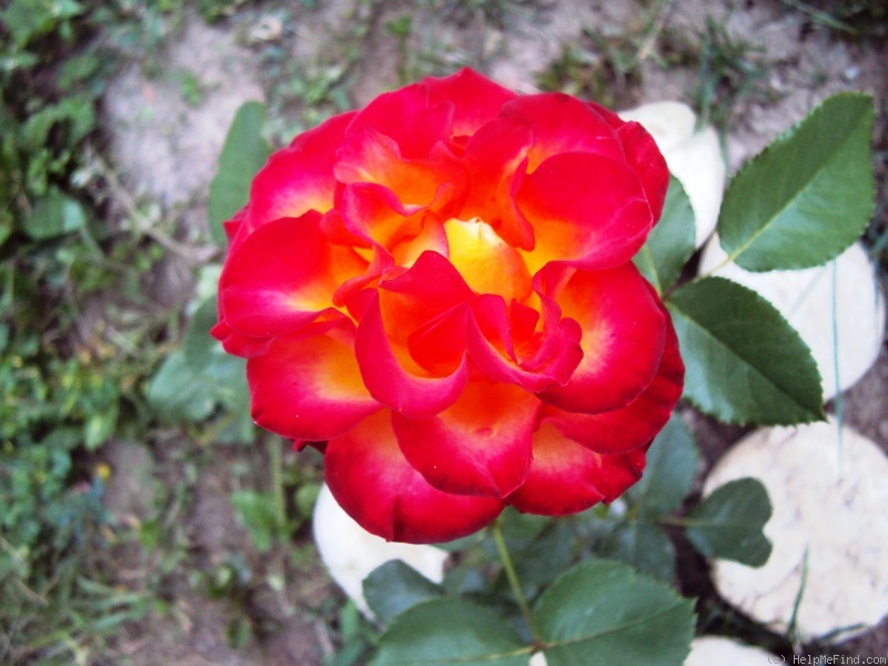 'High Society® (florists rose, Interplant, 2000)' rose, click to enlarge 'High Society® (florists rose, Interplant, 2000)' rose photo