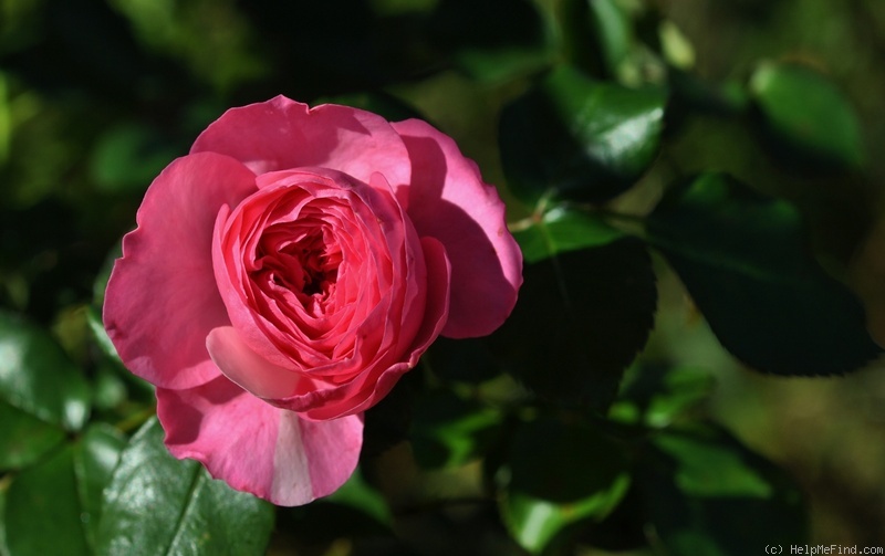 'Baronesse ® (floribunda, Evers/Tantau, 2009)' rose, click to enlarge 'Baronesse ® (floribunda, Evers/Tantau, 2009)' rose photo