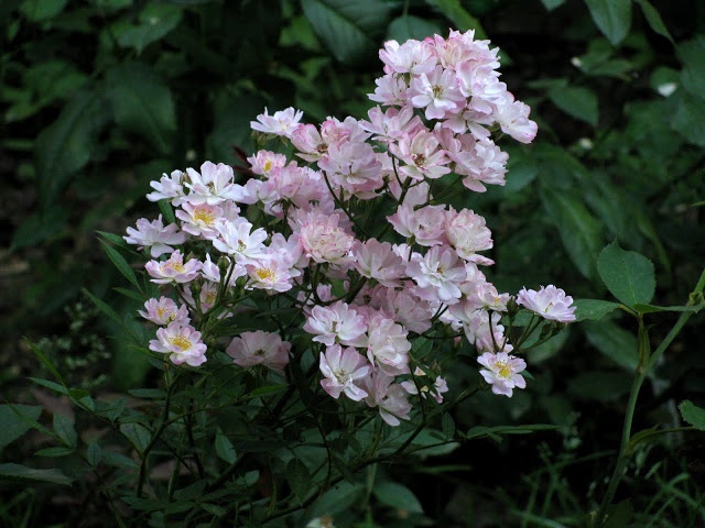 'Claire Jolly' rose photo