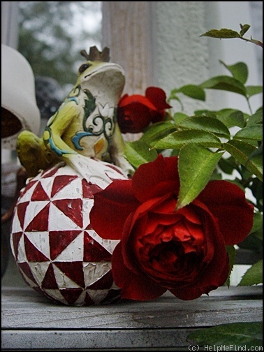 'Hot Chocolate (floribunda, Carruth, 2001)' rose photo