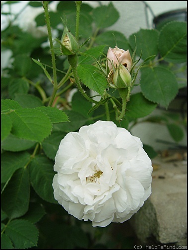 'El Ariana' rose, click to enlarge 'El Ariana' rose photo