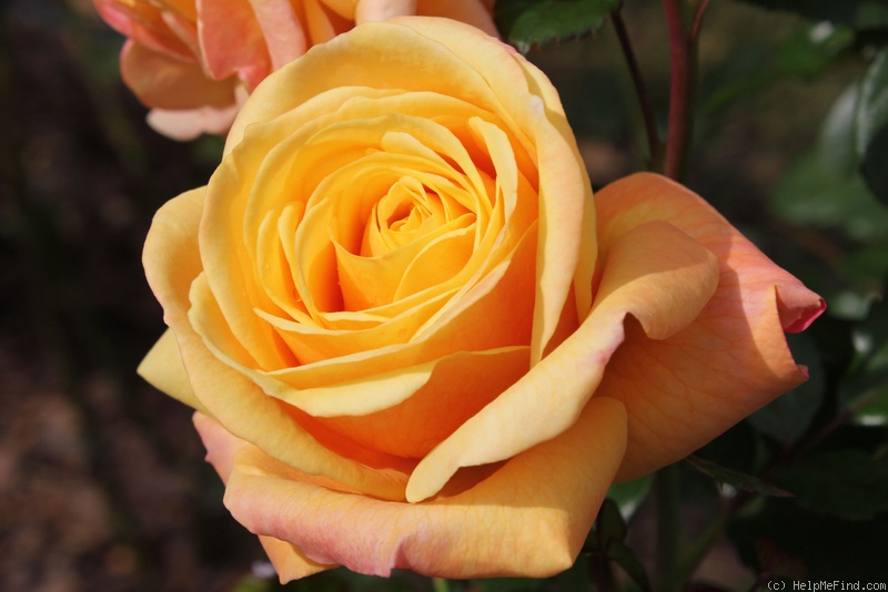 'Devotion (hybrid tea, Ilsink, 2003)' rose photo