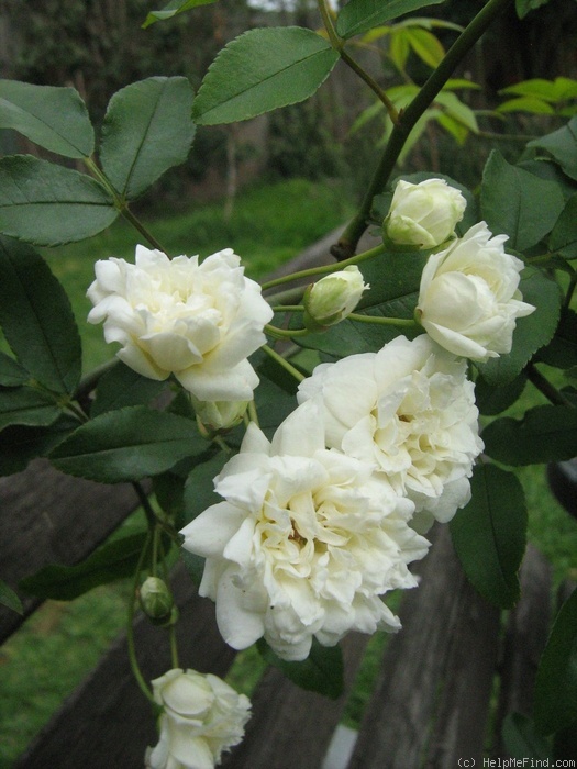 'Rosa banksiae banksiae' rose photo