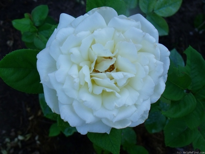 'Galahad' rose, click to enlarge 'Galahad' rose photo
