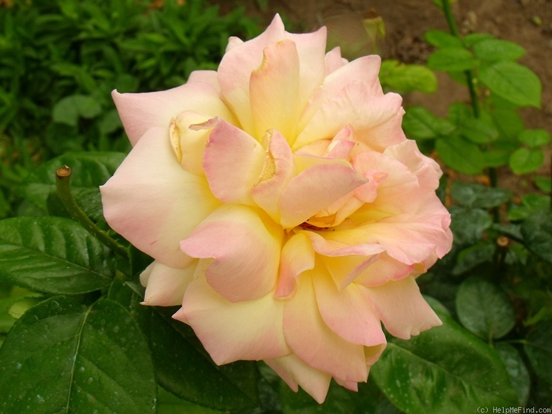 'Gloria Dei' rose photo