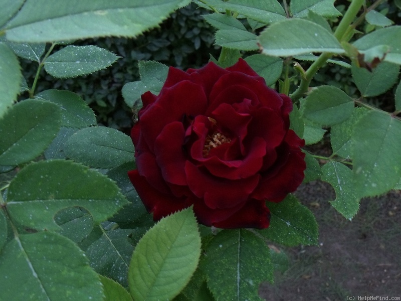 'Heinz Winkler' rose photo