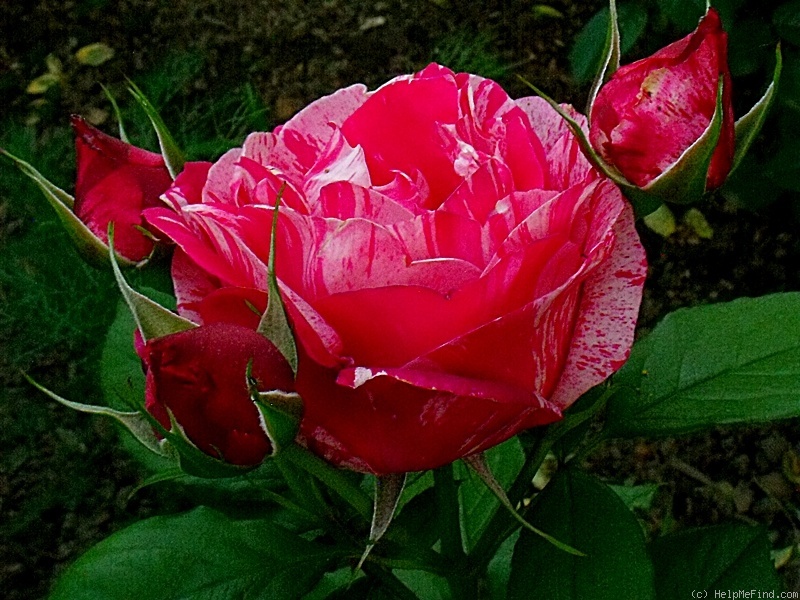 'Henri Matisse ®' rose photo