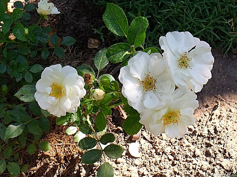 'Korstarnow' rose photo