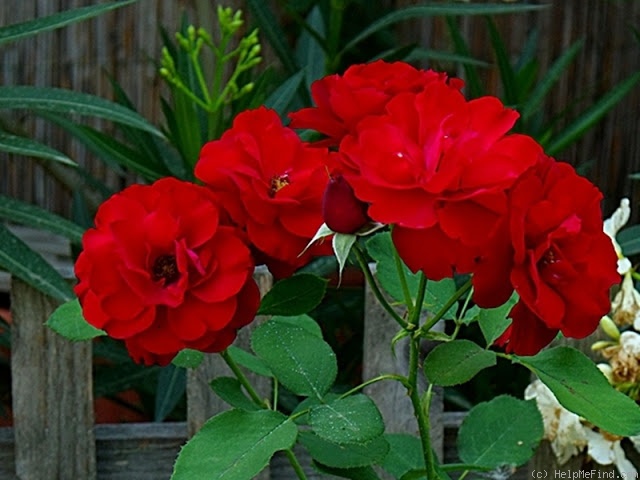 'Limar' rose photo