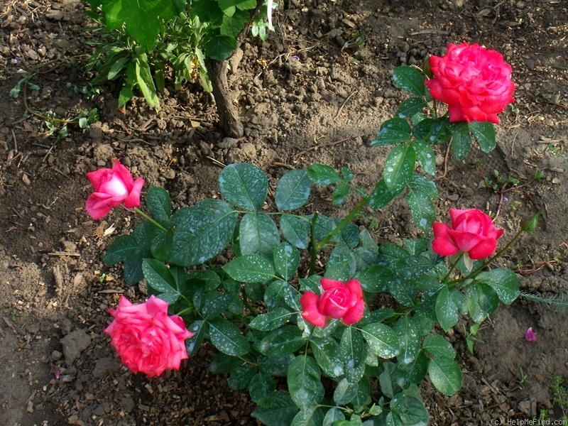 'Áprily Lajos emléke' rose photo