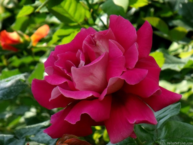 'Kronenbourg ®' rose photo