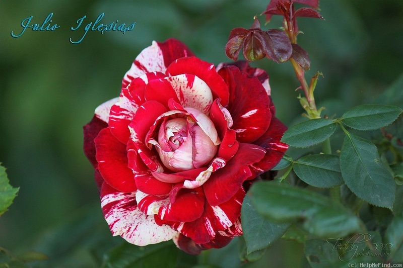 'Julio Iglesias ® (floribunda, Meilland, 2004)' rose photo