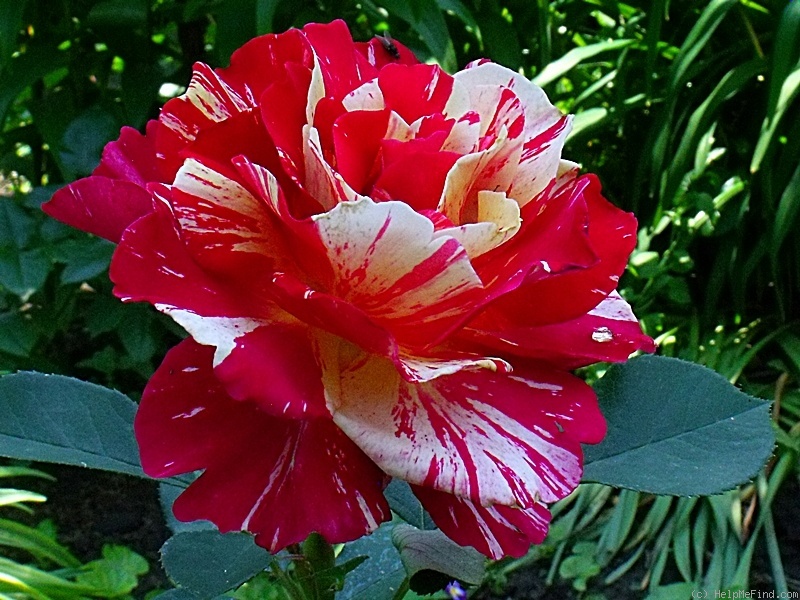 'Maurice Utrillo ™' rose photo