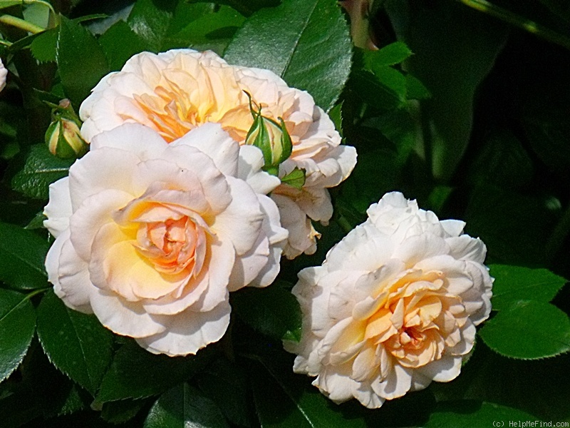 'Schloss Eutin ® Fairy Tale' rose photo