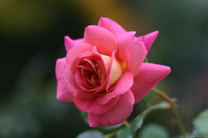 'Christopher Marlowe' rose photo