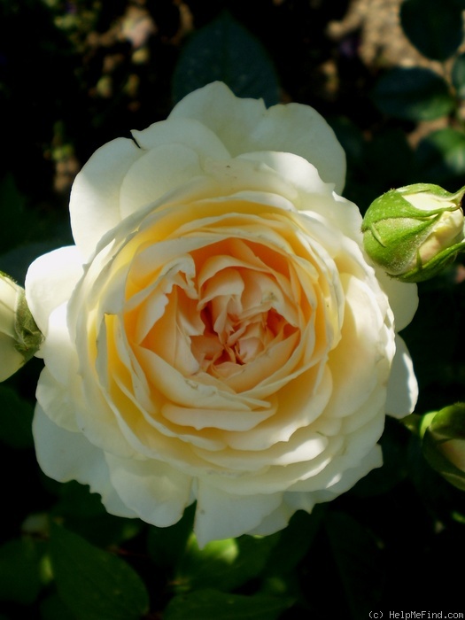 'Flora Romantica' rose photo