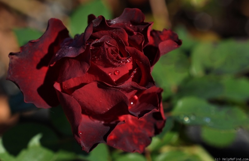 'Hommage à Barbara ®' rose photo