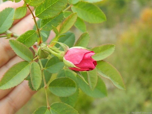 'DLFED 4' rose photo