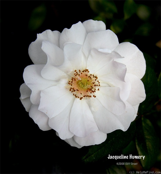 'Jacqueline Humery' rose photo