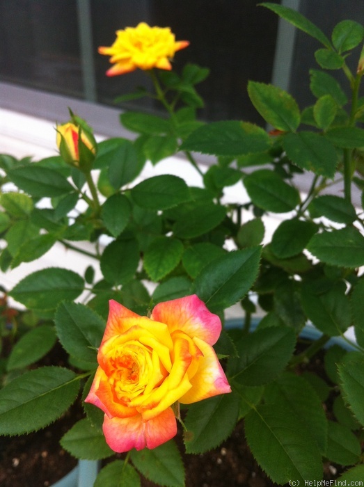 'Rainbow's End ™' rose photo