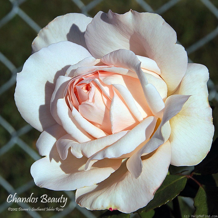 'Chandos Beauty' rose photo