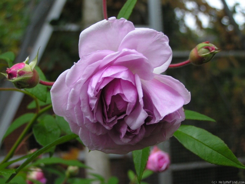 'Annie Laurie McDowell' rose photo