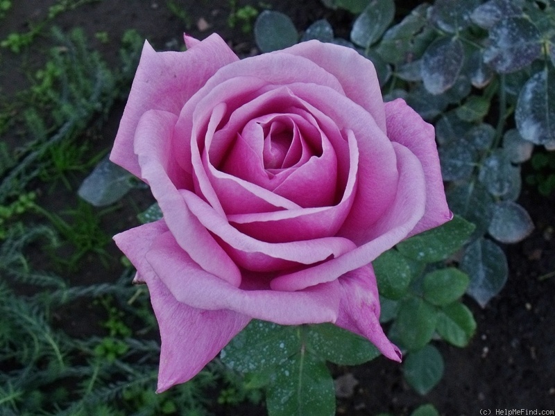 'Mainzer Fastnacht X Passion' rose photo