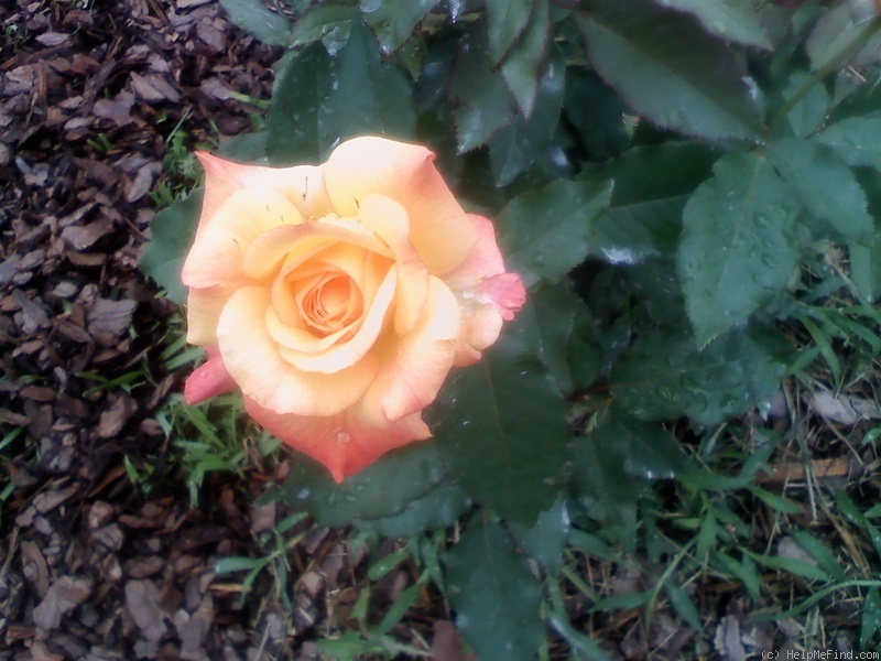 'Rio Samba ™' rose photo