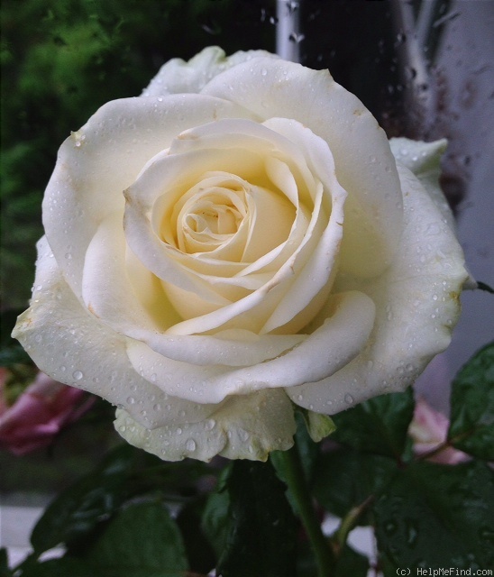 'Amelia® (hybrid tea, Interplant)' rose photo