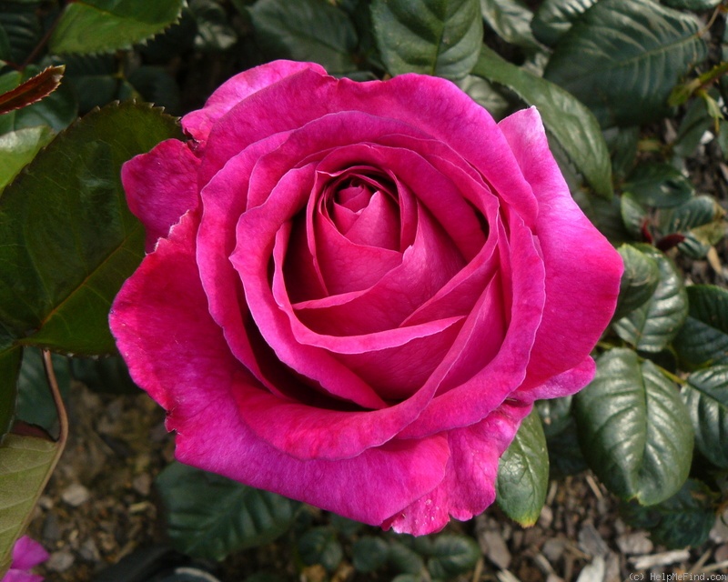 'Chartreuse de Parme' rose, click to enlarge 'Chartreuse de Parme' rose photo