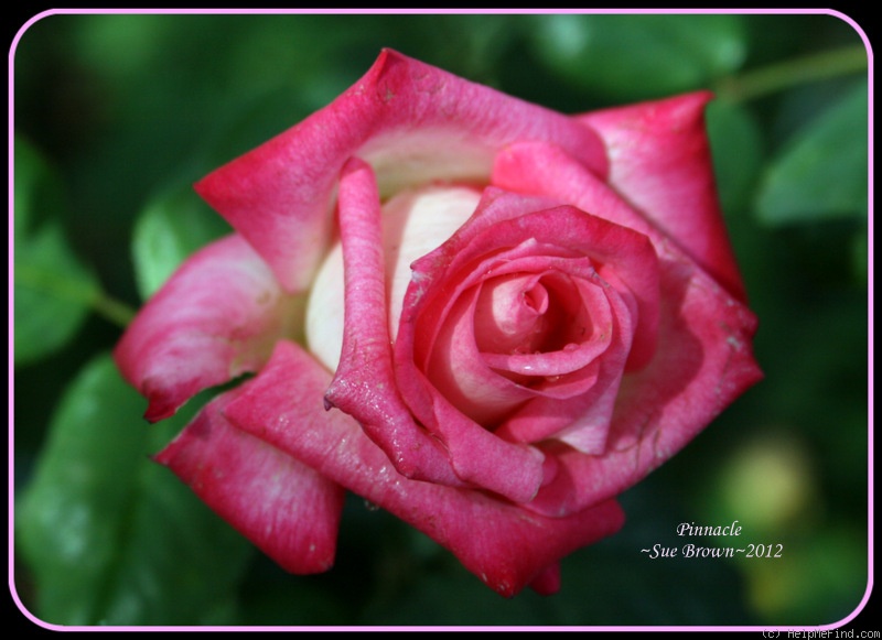 'Pinnacle' rose photo